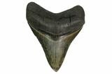 Serrated, Fossil Megalodon Tooth - South Carolina #149828-1